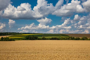 Wheat field under blue sky. Rich harvest theme. Rural landscape with ripe golden wheat. The global problem of grain in the world.