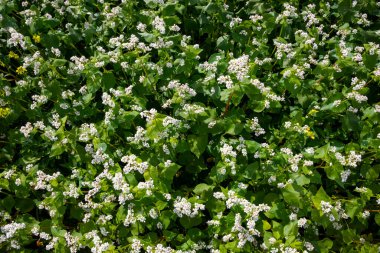 Fields with flowering buckwheat on a sunny day. Blooming harvest in the fields.