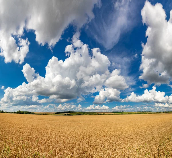 Wheat Field Blue Sky Rich Harvest Theme Rural Landscape Ripe — Stock Photo, Image