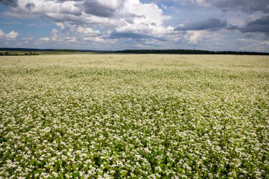 Fields with flowering buckwheat on a sunny day. Blooming harvest in the fields.