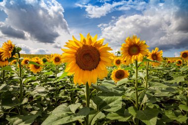 Ayçiçeği tarlaları ve mavi gökyüzü bulutları Arka plan. Ayçiçeği tarlaları açık güneşli bir günde doğal arka planda şekillenmiş desenler..