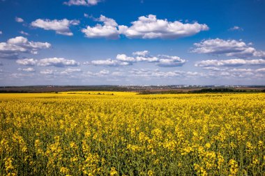 Tarlada sarı kolza tohumu tarlası ve beyaz bulutlu pitoresk gökyüzü. Çiçekli sarı kanola çiçeği çayırları. Ukrayna 'da kolza tohumu ekimi.
