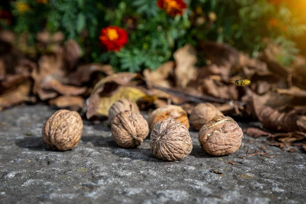 Ripe Walnuts Autumn Leaves Harvesting — Stock Photo, Image