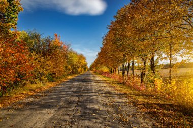 Sarı ağaçlarla dolu bir sonbahar gününde yol.