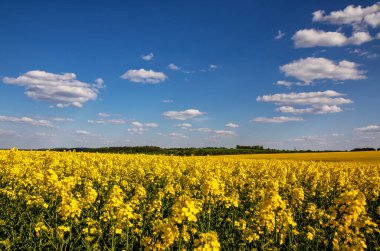 Tarlada sarı kolza tohumu tarlası ve beyaz bulutlu pitoresk gökyüzü. Çiçekli sarı kanola çiçeği çayırları. Ukrayna 'da kolza tohumu ekimi.