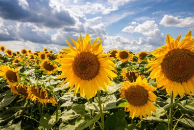 Ayçiçeği tarlaları ve mavi gökyüzü bulutları Arka plan. Ayçiçeği tarlaları açık güneşli bir günde doğal arka planda şekillenmiş desenler..