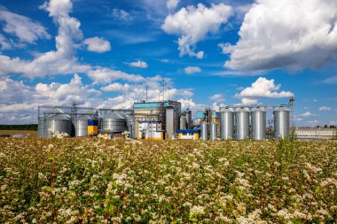 Çiçekli karabuğdayın arka planında tarım siloları var. Tahıl, buğday, mısır, soya, ayçiçeği depolama ve kurutma beyaz bulutlu mavi gökyüzüne karşı.