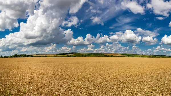 Wheat field under blue sky. Rich harvest theme. Rural landscape with ripe golden wheat. The global problem of grain in the world.