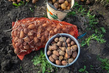 Bahar günü patates ekmek. Tarımda tarım işi