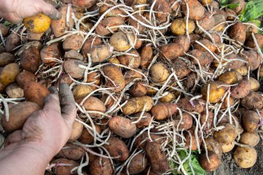 Bahar günü patates ekmek. Tarımda tarım işi