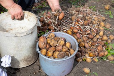 Bahar günü patates ekmek. Tarımda tarım işi