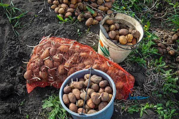 Bahar günü patates ekmek. Tarımda tarım işi