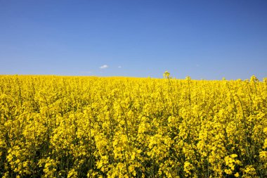 Tarlada sarı kolza tohumu tarlası ve beyaz bulutlu pitoresk gökyüzü. Çiçekli sarı kanola çiçeği çayırları. Ukrayna 'da kolza tohumu ekimi.