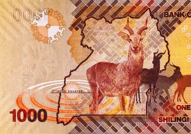 Banknote 1000 şilin Uganda 2022 'de fauna ve geyik resmi. Tasarım için parçalar. Uganda 'nın kağıt parası