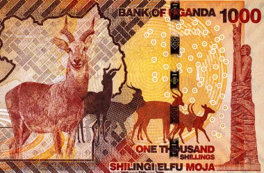 Banknote 1000 şilin Uganda 2022 'de fauna ve geyik resmi. Tasarım için parçalar. Uganda 'nın kağıt parası