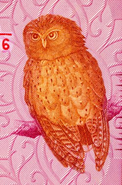 20 rupees banknote Sri Lanka with owl, fragment for design. Sri Lankan mone clipart