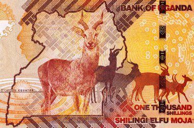 Banknote 1000 şilin Uganda 2022 'de fauna ve geyik resmi. Tasarım için parçalar. Uganda 'nın kağıt parası