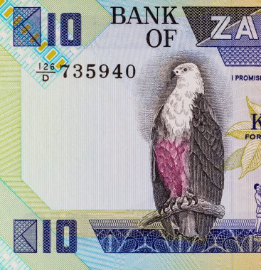 10 kwacha Zambiya banknotu. Üzerinde kuş avı Orlan resmi var. Tasarım için bir parça. Zambiya 'nın parası
