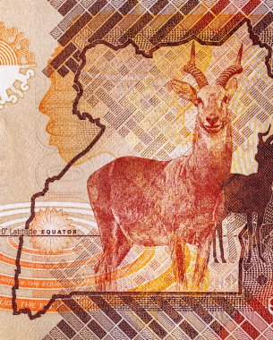 Banknote 1000 şilin Uganda 2022 'de fauna ve geyik resmi. Tasarım için parçalar. Uganda 'nın kağıt parası