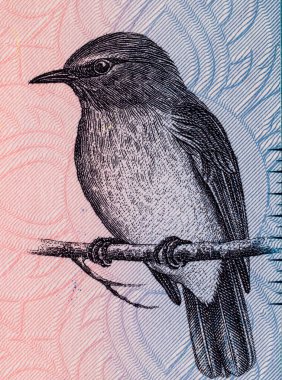 Banknote 50 rupi Sri Lanka, üzerinde mavi sinek kapanı resmi var, tasarım için bir parça. Sri Lanka 'nın Parası