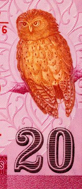 20 rupi baykuşlu Sri Lanka banknotu, tasarım için parça. Sri Lanka parası
