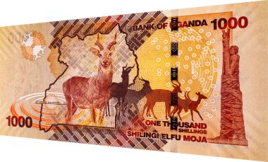Banknote 1000 şilin Uganda 2022 'de fauna ve geyik resmi. Tasarım için parçalar. Uganda 'nın kağıt parası