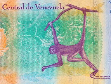 100 Bolivares Venezuela, bir maymun portresi ile. Tasarımcılar için parça. Venezuela 'nın parası.