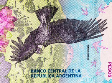 50 peso Arjantin And Akbabası 'nın görüntüsüyle. Arjantin 'in kağıt parası