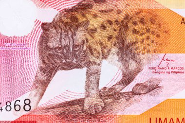 50 Piso Filipinler, Yeni Polymer Note 2025 Visayan Leoparı ile. Filipin Parası