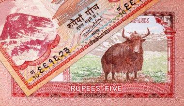 5 rupilik Nepal banknotunda Yak resmi var, tasarım için bir parça. Nepal parası