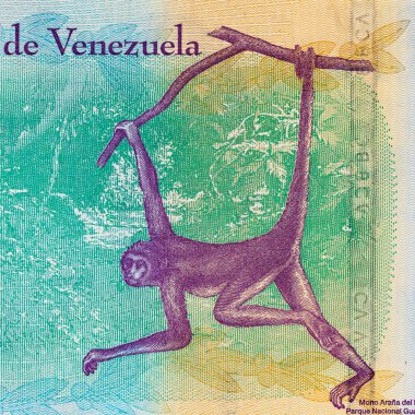 100 Bolivares Venezuela, bir maymun portresi ile. Tasarımcılar için parça. Venezuela 'nın parası.