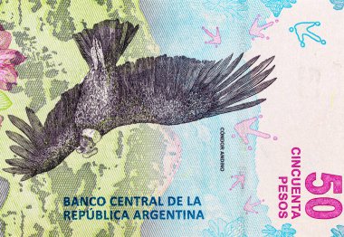 50 peso Arjantin And Akbabası 'nın görüntüsüyle. Arjantin 'in kağıt parası