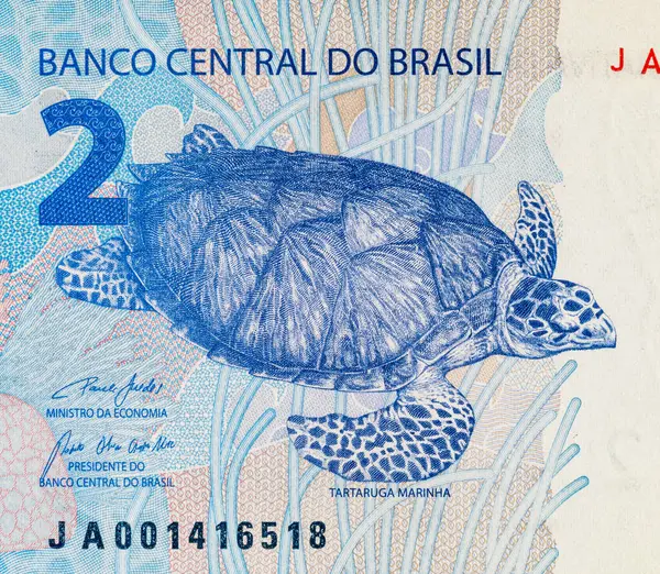 2 Reais, Brezilya kaplumbağa taruga marinha resmi. Tasarımcılar için parça. Brezilya 'nın parası.