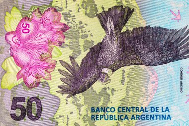 50 peso Arjantin And Akbabası 'nın görüntüsüyle. Arjantin 'in kağıt parası