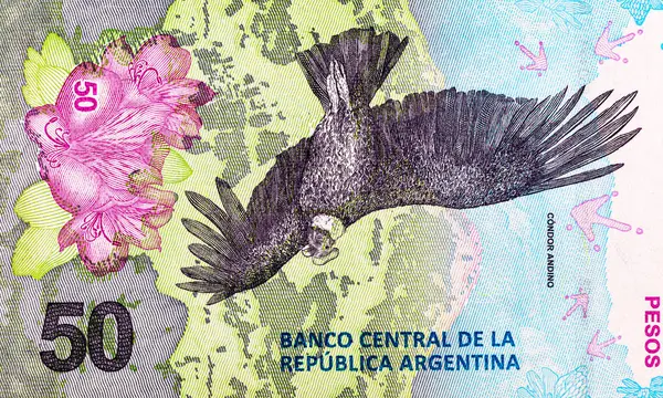 50 peso Arjantin And Akbabası 'nın görüntüsüyle. Arjantin 'in kağıt parası