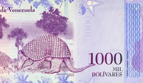 1000 Bolivares Venezuela, tasarımcılar için bir parça. Venezuela 'nın parası.