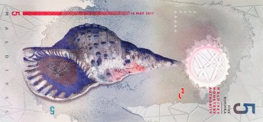 5 rufiye Maldivler 'den Sangu' yu gösteriyor, deniz kabuğu, Triton 'un trompeti. Maldivlerin Polimer Parası.