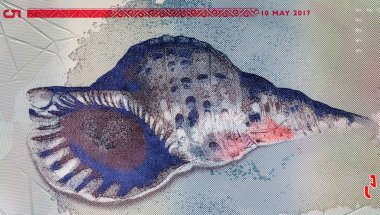 5 rufiye Maldivler 'den Sangu' yu gösteriyor, deniz kabuğu, Triton 'un trompeti. Maldivlerin Polimer Parası.