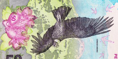 50 peso Arjantin And Akbabası 'nın görüntüsüyle. Arjantin 'in kağıt parası