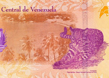 50 Bolivares, Venezuela banknot parçası ve çivi yazısı leopar resmi. Venezuellinin kağıt parası