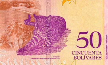 50 Bolivares, Venezuela banknot parçası ve çivi yazısı leopar resmi. Venezuellinin kağıt parası