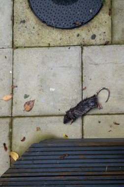 Rat crushed by its predator and left dead in residential garden. clipart