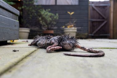 Rat crushed by its predator and left dead in residential garden. clipart