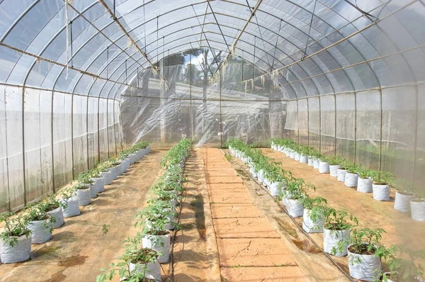 Hydroponic System Indoor Vegetable Garden — Stock Photo, Image