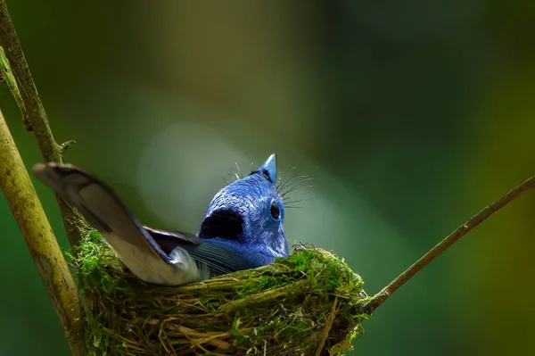 Monarca Nuca Preta Pequeno Pássaro Azul — Fotografia de Stock