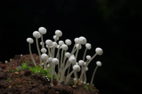 白いキノコ 森の中の小さな白いキノコ — ストック写真