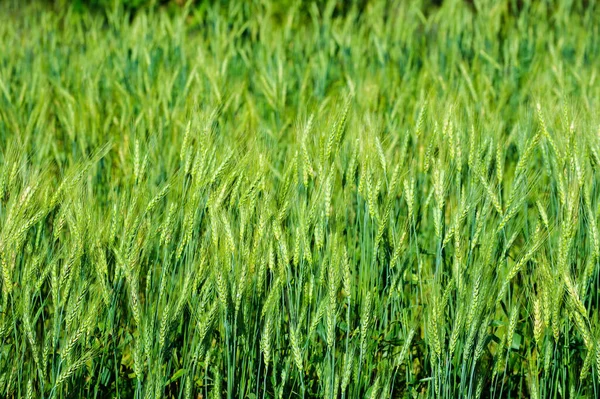 大麦のフィールド緑の美しい有機 — ストック写真
