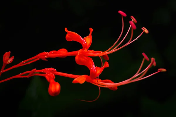 Цветок Пагоды Фаном Саван Лицензионные Стоковые Фото