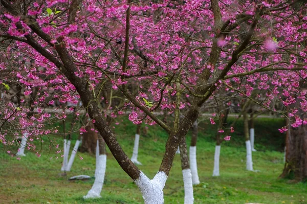 Sakura Está Florescendo Inverno Tailândia — Fotografia de Stock