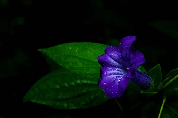 Μπαρλέρια Κριστάτα Όμορφα Μπλε Άγρια Λουλούδια — Φωτογραφία Αρχείου